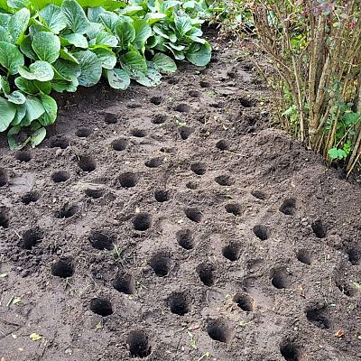 Pola Nadziei w Dobrej grafika